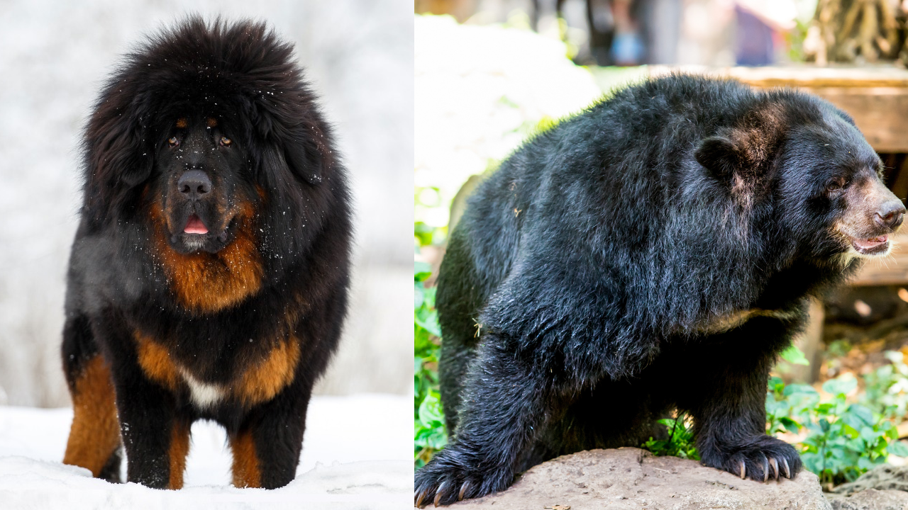 mastim tibetano e urso-negro-asiático