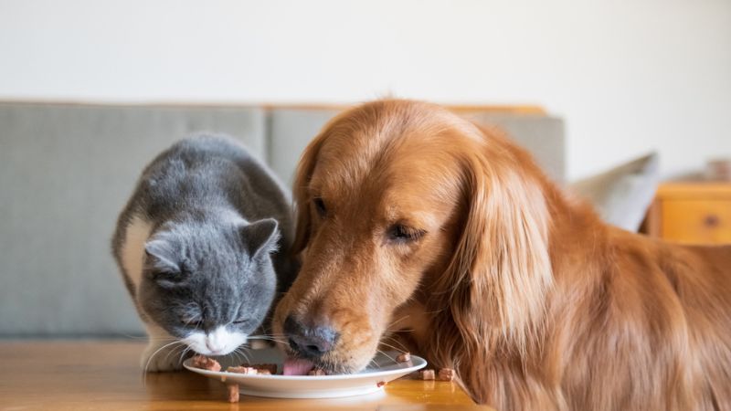 alimentos para animais de estimação