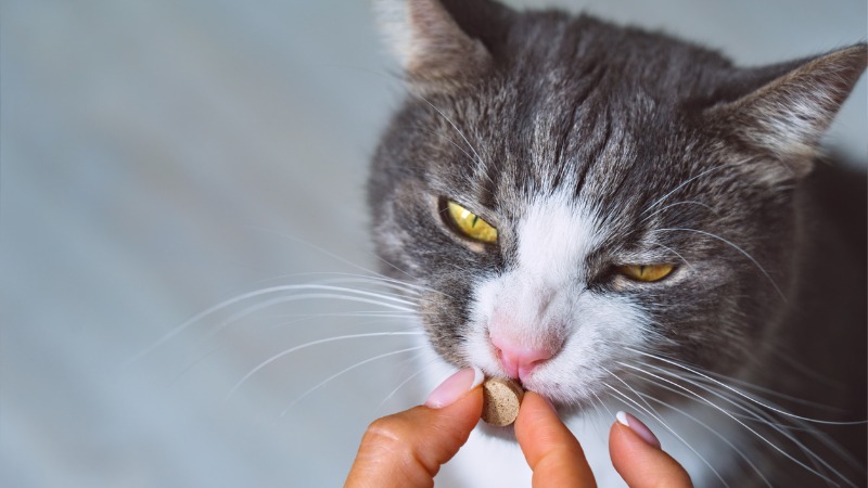 Ainda que difícil, medicar os gatos com comprimidos é essencial para a boa saúde do animal.