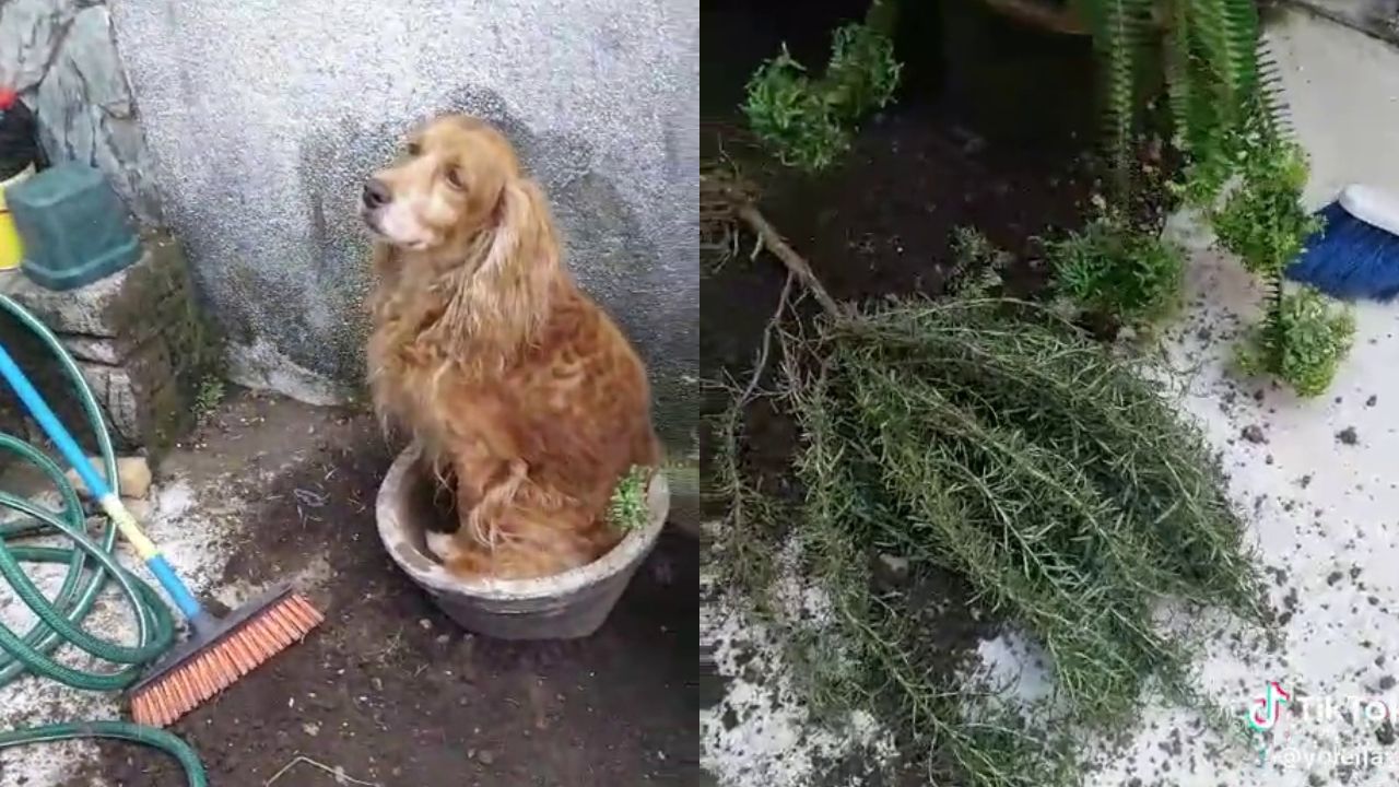 Cachorro se disfarça de planta e arranca risadas de internautas