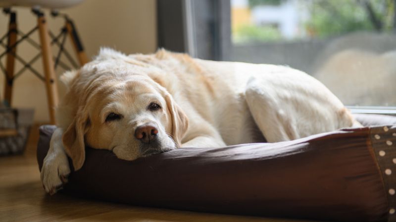 cachorro cansado com calor