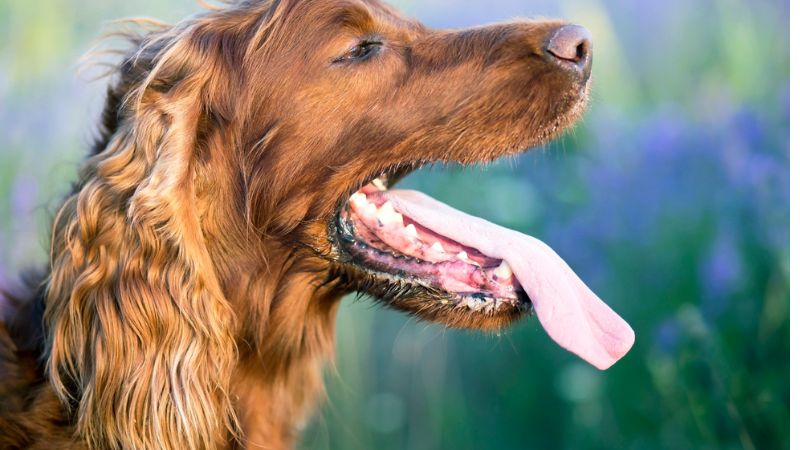 cachorro ofegante com calor