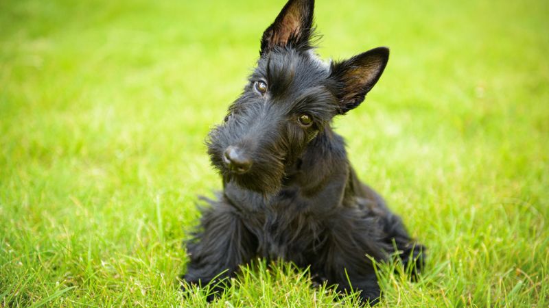 cachorro da raça scottish terrier em cor preta deitado na grama