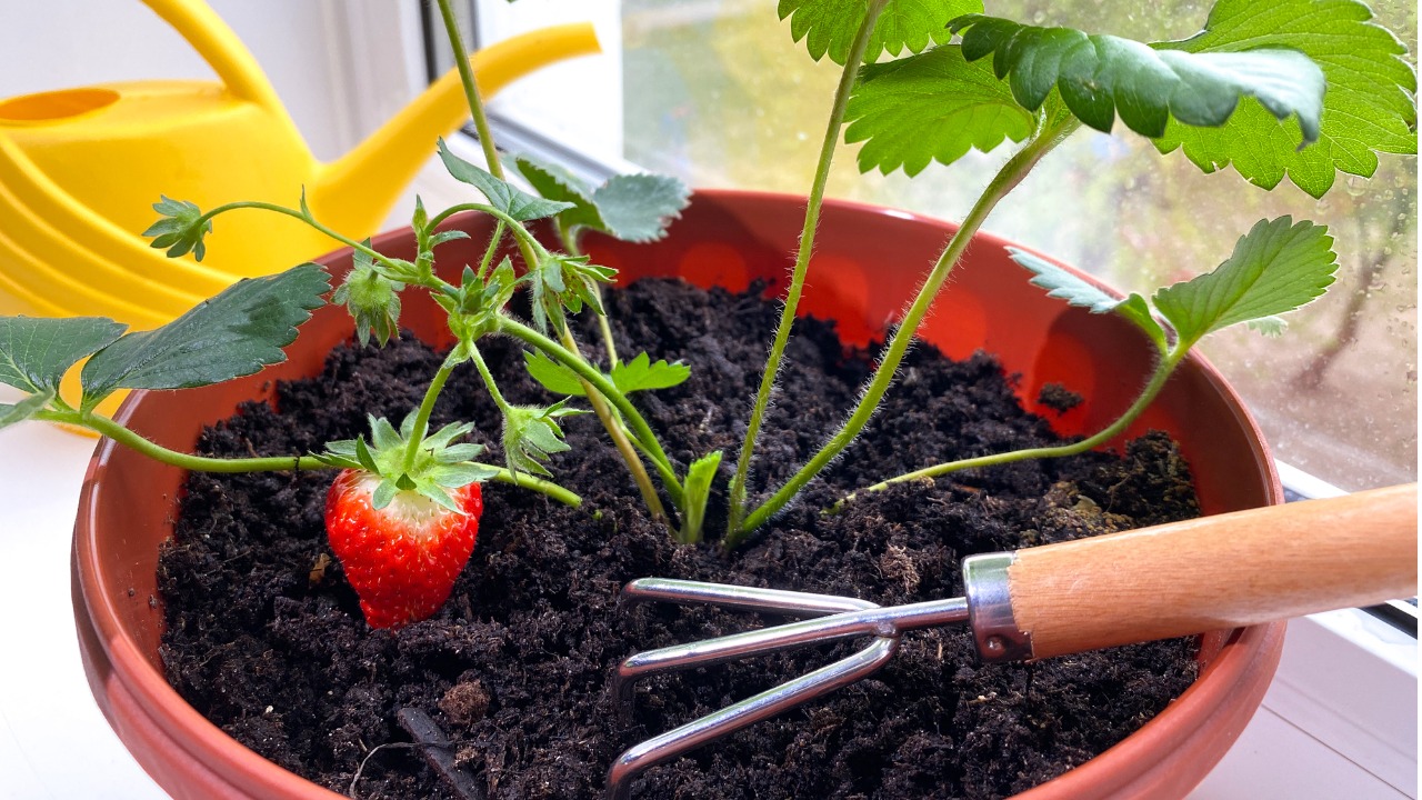 Descubra como plantar morangos em qualquer lugar com essas dicas