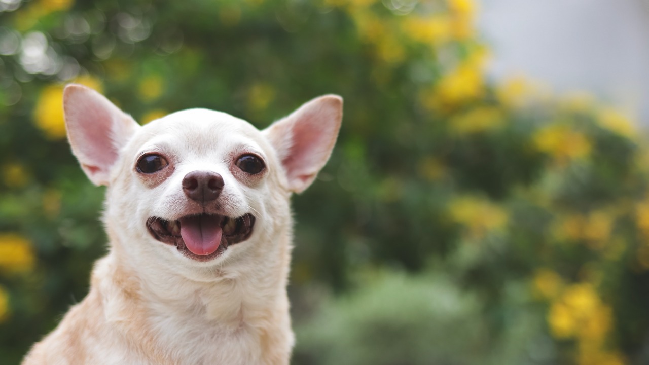 Cachorro Chihuahua