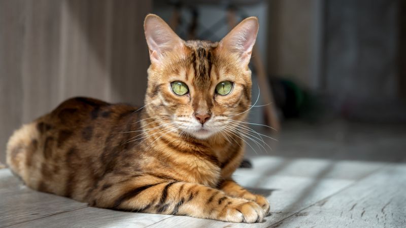 gato bengal