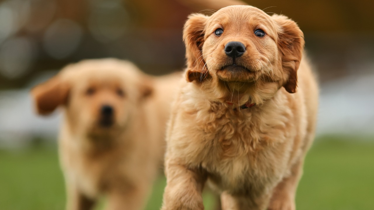 Dois cachorros Golden Retriever