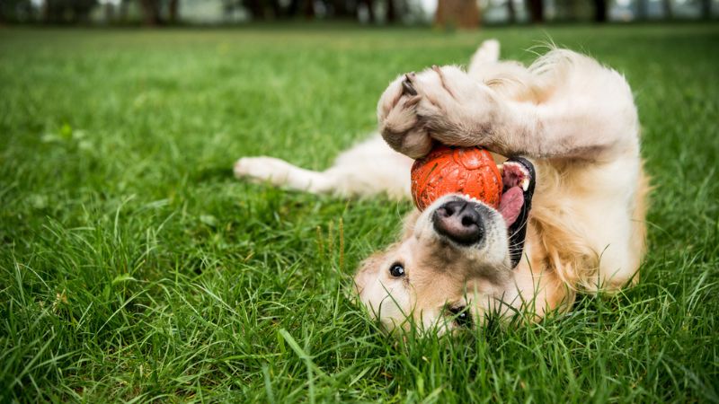 golden retriever