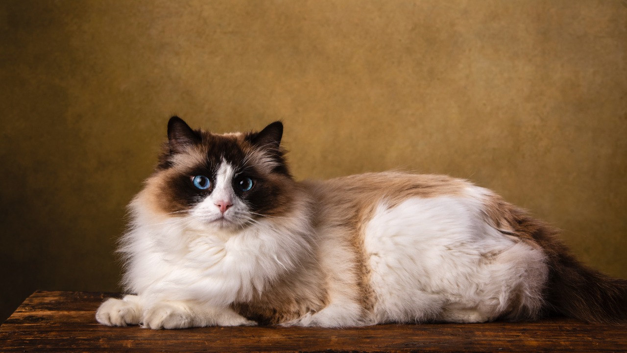 Gato Ragdoll