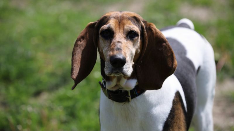 foxhound ingles