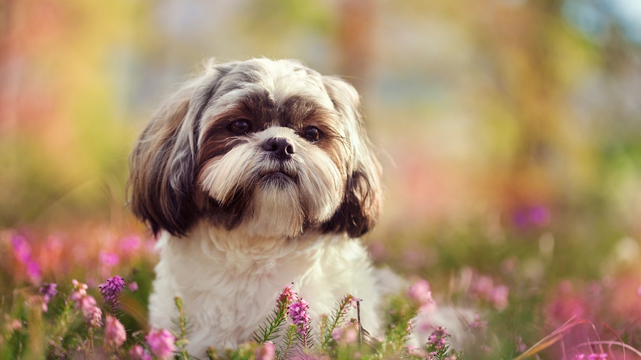 Cachorro Shih Tzu