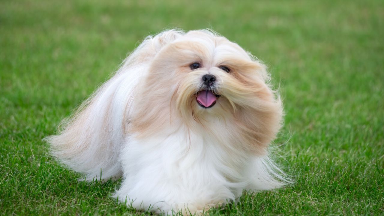 Cachorro Lhasa Apso