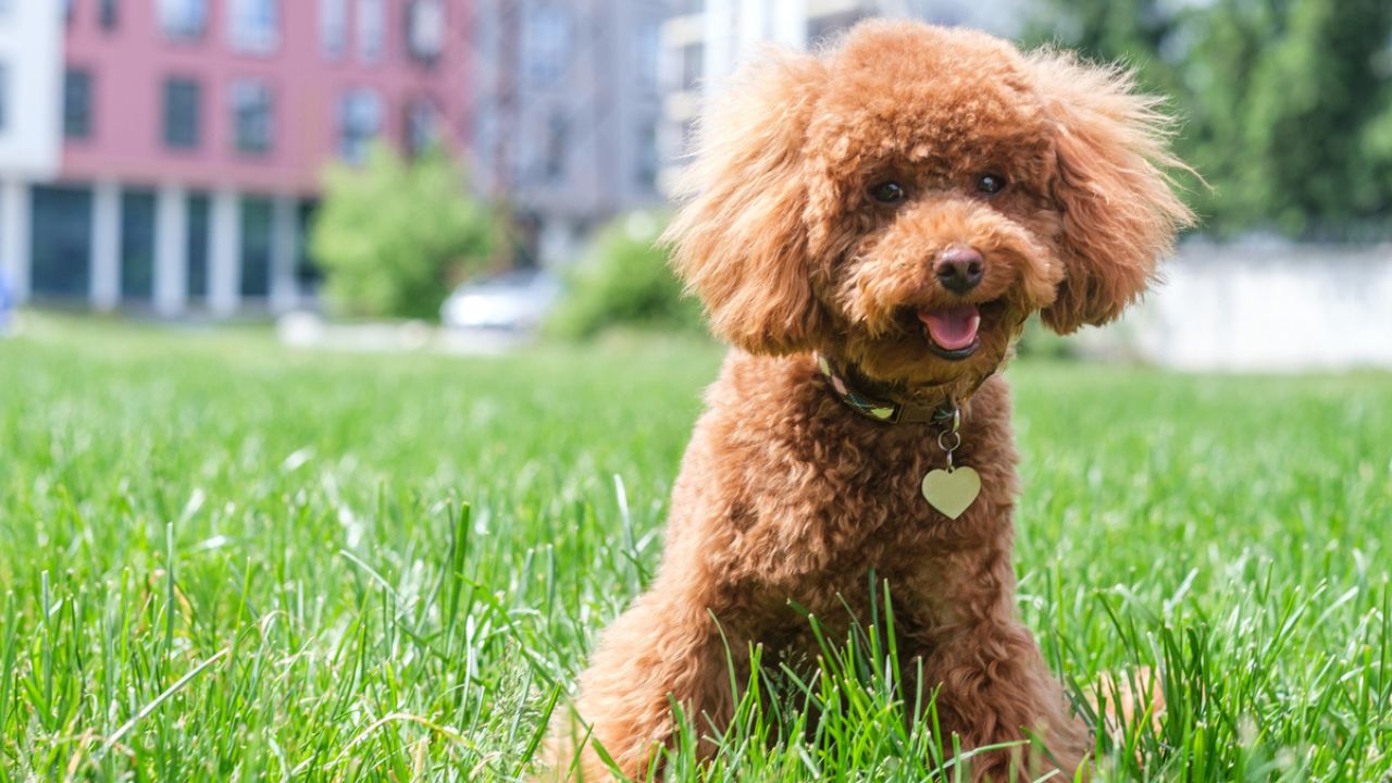 Cachorro Poodle