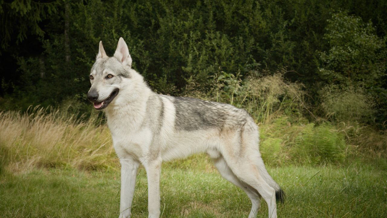 Cão-lobo checoslovaco