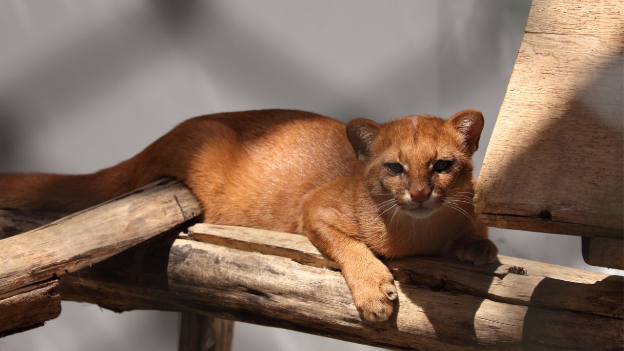 Jaguarundi